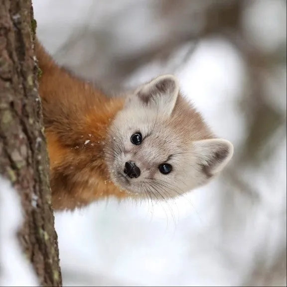 Pine marten adoption card